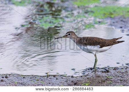 Green Sandpiper Or Tringa Ochropus Walks On Lake