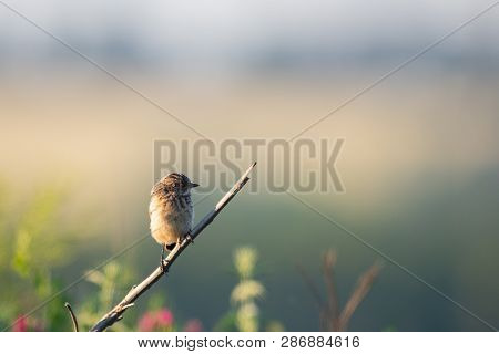 Northern Wheatear Or Oenanthe Oenanthe On Gound