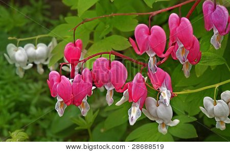 Dicentra Pink And White Bleeding Heart Flowers Macro