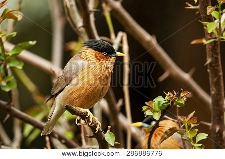 Brahminy Starling, Sturnia Pagodarum, Bharatpur, Rajasthan, India