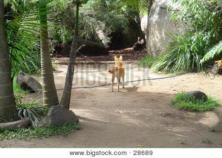 Dingo australiano