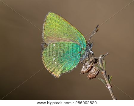 Green Hairstreak (callophrys Rubi) Butterfly Resting On Heath With Brown Background