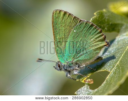 Green Hairstreak (callophrys Rubi) Butterfly Resting On Green Leaf With Green Background
