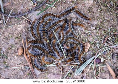 Pile Of Fluffy Caterpillar Macro Insect, Larva. Beautiful Larvas On Top Of Each Other