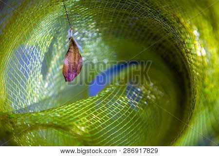 Hanging Butterfly Larva Ready To Complete Metamorphosis, Hanging Pupa Isolated