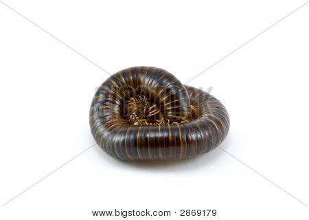 Arrotolato di Centipede