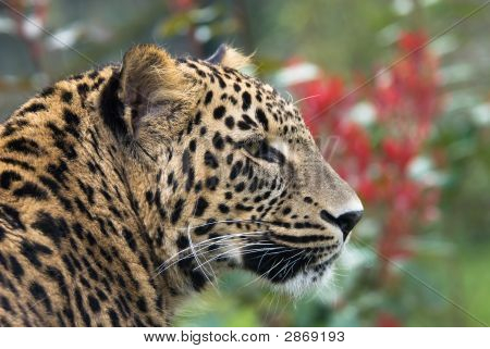 Hermosa Pantera