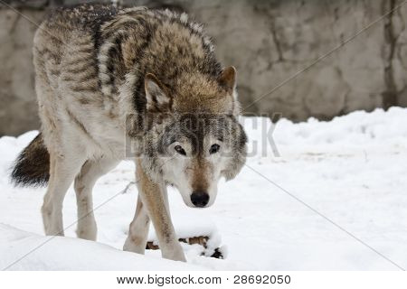 Mörk grå varg i vinter