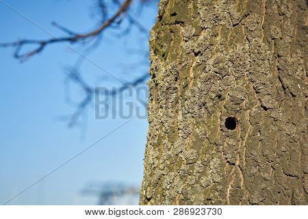 A Tree Infested By The Asian Longhorn Beetle In Magdeburg. The Beetle From Asia Was First Registered