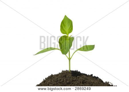 Plant