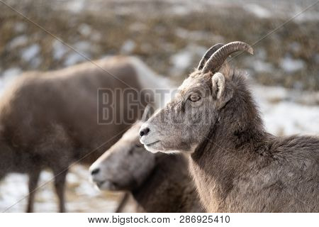 Female Ewe Bighorn Sheep Relaxing In The Wild, In Radium Hot Springs British Columbia. Sheep Looking