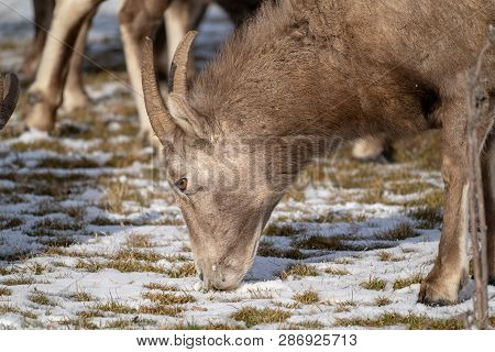 Close Up Of A Female Ewe Bighorn Sheep Eating Snow Covered Grass In Winter