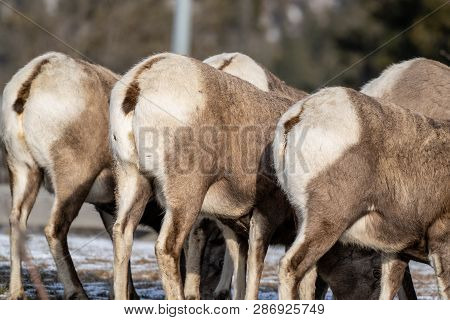Bighorn Sheep Butts Lined Up, As They Eat Grass In Winter, In The Wild