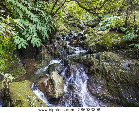 Water Spring Cascade With Moss And Stones And Lush Green Vegetation In The Rainforest Jungle At The 