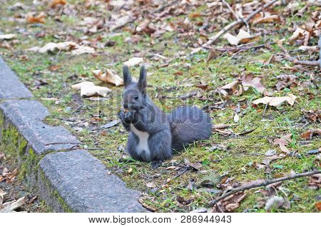 Squirrel With Fluffy Black Fur Eating Nuts On Hemp On A Sunny Spring Day