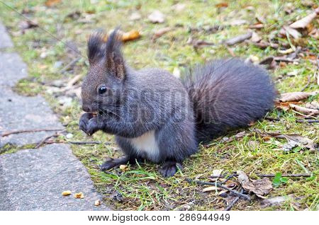 Squirrel With Fluffy Black Fur Eating Nuts On Hemp On A Sunny Spring Day