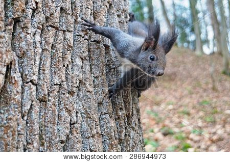 Squirrel With Fluffy Black Fur Eating Nuts On Hemp On A Sunny Spring Day