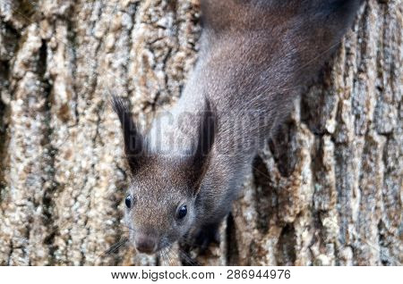 Squirrel With Fluffy Black Fur Eating Nuts On Hemp On A Sunny Spring Day