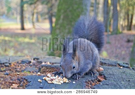 Squirrel With Fluffy Black Fur Eating Nuts On Hemp On A Sunny Spring Day