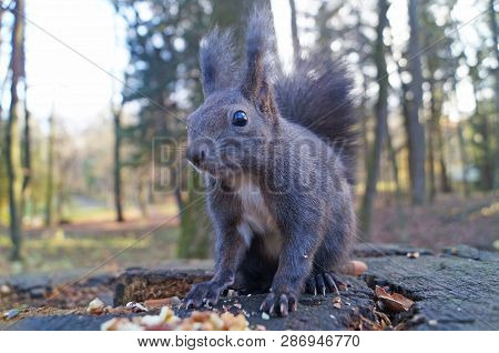 Squirrel With Fluffy Black Fur Eating Nuts On Hemp On A Sunny Spring Day