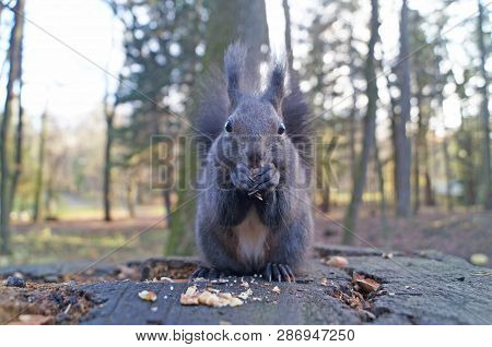 Squirrel With Fluffy Black Fur Eating Nuts On Hemp On A Sunny Spring Day