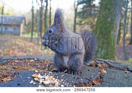 Squirrel With Fluffy Black Fur Eating Nuts On Hemp On A Sunny Spring Day