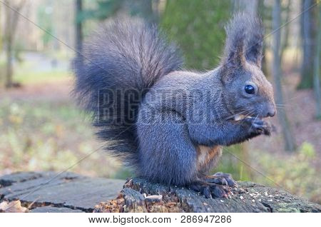 Squirrel With Fluffy Black Fur Eating Nuts On Hemp On A Sunny Spring Day