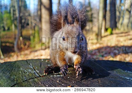 Squirrel With Fluffy Black Fur Eating Nuts On Hemp On A Sunny Spring Day