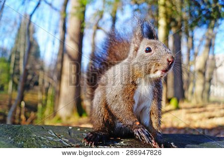 Squirrel With Fluffy Black Fur Eating Nuts On Hemp On A Sunny Spring Day