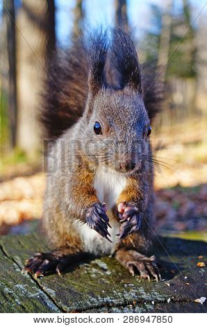 Squirrel With Fluffy Black Fur Eating Nuts On Hemp On A Sunny Spring Day