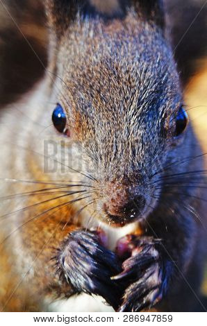 Squirrel With Fluffy Black Fur Eating Nuts On Hemp On A Sunny Spring Day