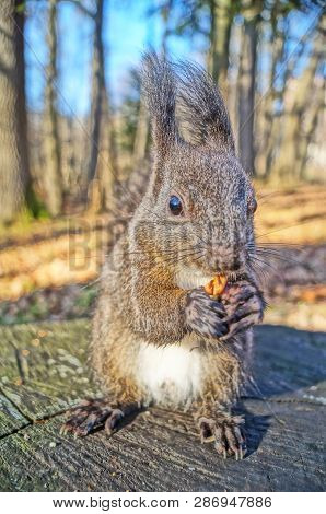 Squirrel With Fluffy Black Fur Eating Nuts On Hemp On A Sunny Spring Day
