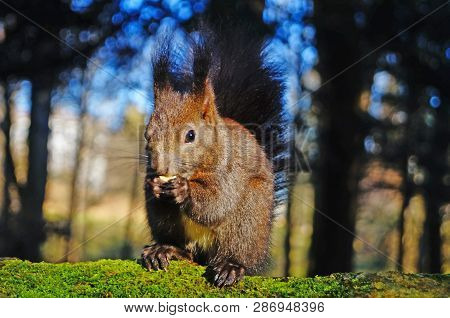 Squirrel With Fluffy Black Fur Eating Nuts On Hemp On A Sunny Spring Day