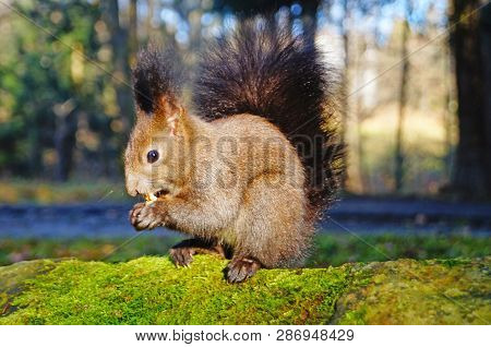 Squirrel With Fluffy Black Fur Eating Nuts On Hemp On A Sunny Spring Day
