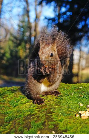 Squirrel With Fluffy Black Fur Eating Nuts On Hemp On A Sunny Spring Day