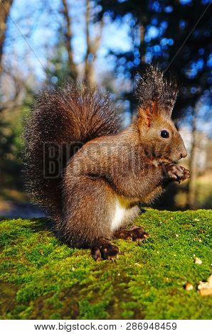 Squirrel With Fluffy Black Fur Eating Nuts On Hemp On A Sunny Spring Day