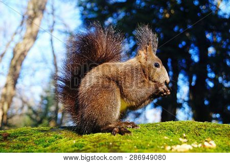 Squirrel With Fluffy Black Fur Eating Nuts On Hemp On A Sunny Spring Day