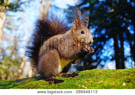 Squirrel With Fluffy Black Fur Eating Nuts On Hemp On A Sunny Spring Day