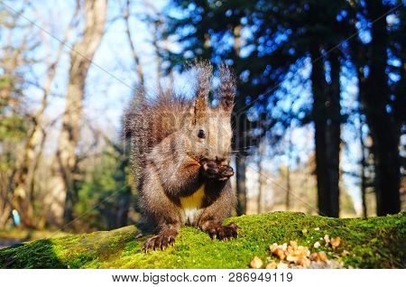 Squirrel With Fluffy Black Fur Eating Nuts On Hemp On A Sunny Spring Day