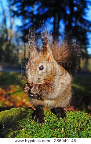 Squirrel With Fluffy Black Fur Eating Nuts On Hemp On A Sunny Spring Day