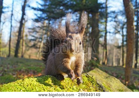 Squirrel With Fluffy Black Fur Eating Nuts On Hemp On A Sunny Spring Day