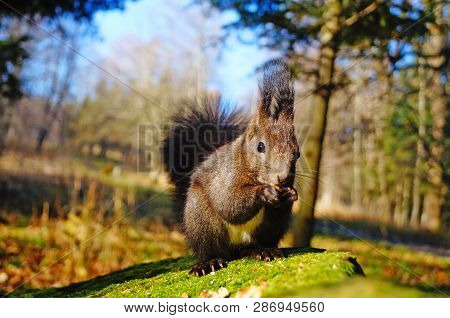 Squirrel With Fluffy Black Fur Eating Nuts On Hemp On A Sunny Spring Day