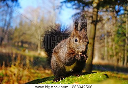 Squirrel With Fluffy Black Fur Eating Nuts On Hemp On A Sunny Spring Day