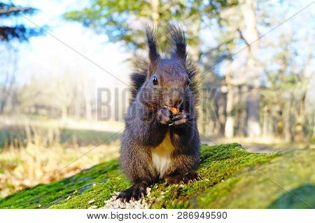 Squirrel With Fluffy Black Fur Eating Nuts On Hemp On A Sunny Spring Day
