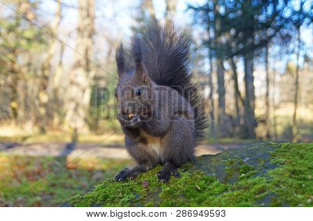 Squirrel With Fluffy Black Fur Eating Nuts On Hemp On A Sunny Spring Day