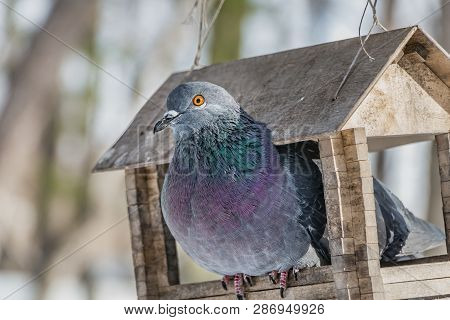 A Gray Pigeon With Rainbow Neck And Bright Eyes Is In A Yellow Wooden Bird And Squirrel Feeder House