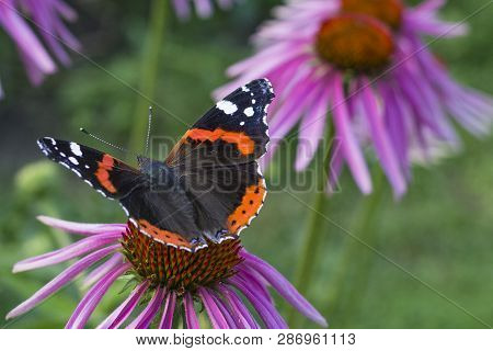 Red Admiral Butterfly On A Flowers Of Red Color In A Garden