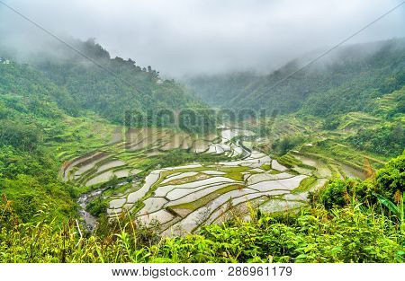 Banaue Rice Terraces In The Rain. Luzon Island, Philippines. Unesco World Heritage Site.
