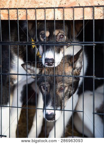 Alaskan Husky Sled Dogs Waiting For A Sled Pulling. Dog Sport In Winter. Dogs Before The Long Distan