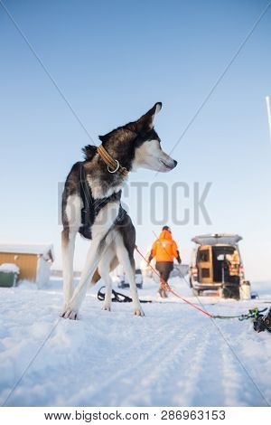 Alaskan Husky Sled Dogs Waiting For A Sled Pulling. Dog Sport In Winter. Dogs Before The Long Distan